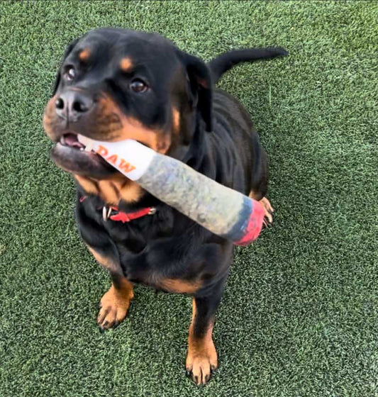 Doggie “Cigar” Toy