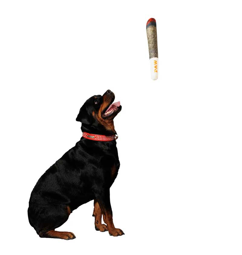 Doggie “Cigar” Toy